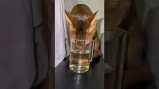 The jumping cat #abyssinian #cat #catshorts #funnycats
