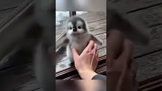 Penguin vibes only 🐧💙 #Penguin #Penguins #CutePenguins #PenguinLove #PenguinLife #penguinvibes