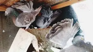 A Criação de Pombos Leque em Moçambique: Beleza e Lucratividade!