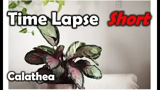 #calathea 4h Timelapse Remix 🎵 #calatheaplant #houseplants #zimmerpflanzen #roślinydomowe #plantas