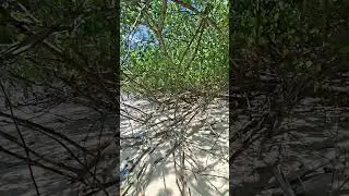 Look at the Mangroves in Radhanagar Beach😍😍😍😍🤗🤗🤗
