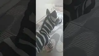 zebra de cimento