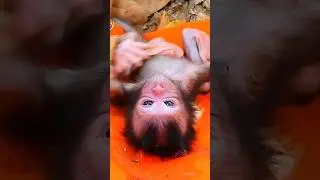 Newborn Baby Monkey Calvin Mum Abandoned on The Ground #shorts