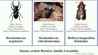 Insetos, ordem Besouro, fam&iacute;lia Lucanidae odontolabis prosopocoilus geodorcus insect buddha rectus