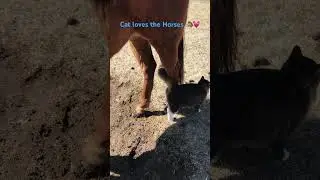 a #cat who loves #horses 🐴💕