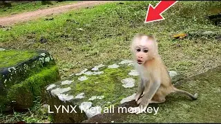 LYNX Lost Mom-he Find mom full day and met all-monkey