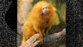 Endangered Species Awareness