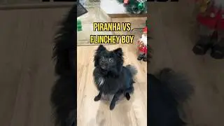 Smartest Dog Breeds? 🧐 Boo Boo vs The Piranha! 🐟 #pomeranian #shorts