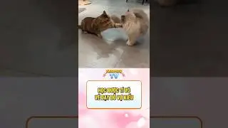 C&oacute; t&iacute; v&otilde; oai hẳn #cho #meo #pet  #dog #cat #cutepet #petfunny