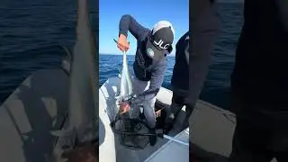 False albacore Vs Jlc Xipi Evo
