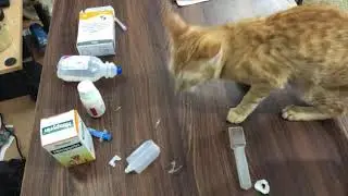 Medicine time for browny and Kalu (#Himpyrin, #Cefpodoxime Proxetil #Oral #Suspension IP)