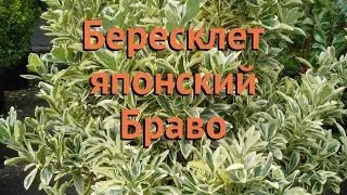 Бересклет японский Браво (bravo) 🌿 бересклет Браво обзор: как сажать саженцы бересклета Браво