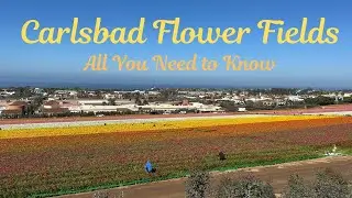 Carlsbad Flower Fields - EVERYTHING You Need to Know About Visiting
