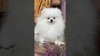 🐶cute lovable dogs🤣😱🐶Try Not To Laugh🤣