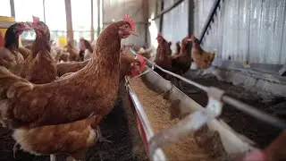 Livestock Farmer Field School teaches good practices to reduce antimicrobial resistance