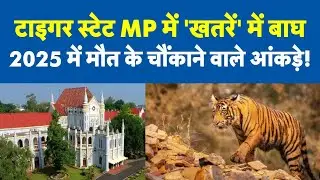 Tiger State MP में खतरें में बाघ, साल 2025 में 54 की मौत, High Court ने NTCA को जारी किया नोटिस