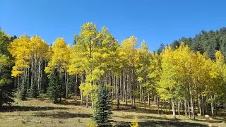 Highway 165 | Fall Colors in Colorado