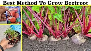 How To Grow Beetroot at Home | सीड्स से बीटरूट प्लांट उगाइए | (Seeds to Harvest)