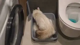 Your Cat&rsquo;s World  Smells That Shape Home