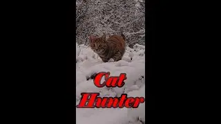 #shorts Cat on the hunt - Cat Hunting Behavior :)