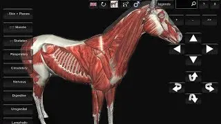 Equine Anatomy 3D software - Android Version