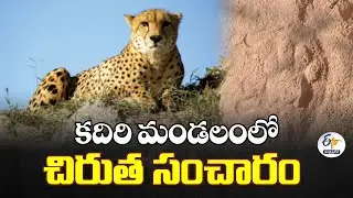 Leopard Spotted Near Kummara Vandlapalli, Kadiri Mandal