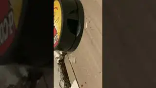 My review on the d-con mouse trap