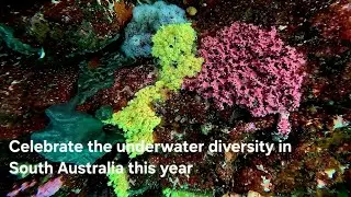 Celebrating underwater SA 2025 | Adelaide Freedive Tribe