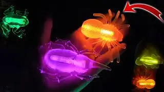 INSECTOS BLANDITOS  | BRILLAN EN LA OSCURIDAD | Araña, escorpión, escarabajo
