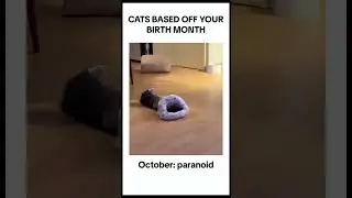 #funnycat #joyous #cat #joyfulpets