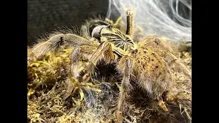 Augacephalus ezendami , Golden Baboon sling removal
