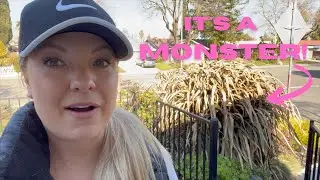 Cutting Back Ornamental Grasses in Zone 9B 🌾🌾🌾:: @ProvenWinnersYouTube Vertigo Pennisetum