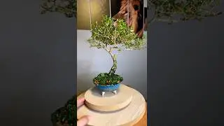 Serissa bonsai. #bonsai #bonsaibrasil #bonsaitree #bonsaimini #bonsaitrees #bonsaipot #bonsaipots