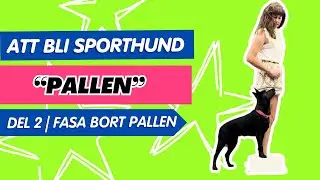 Valptr&auml;ning sporthund | Palltr&auml;ning del 2