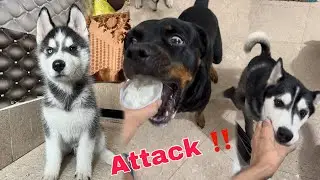 Rottweiler vs Husky Fight for Ice-cream | Dog Can Talk part 288 | Dog | Review Review reloaded