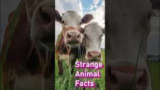 Cows Best Friends -Strange Animal Facts #didyouknow #short #viral #dailyfacts #animalfacts