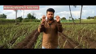 Spacing for Sugarcane plants. Different types of Spacings for Sugarcane as per the furrow distance.