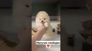 #животные #spits #spitz #шпиц #мишка #померанский #померанскийщпиц #шпицуля #щенок