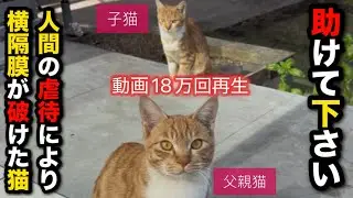 人間の虐待によって横隔膜が破れていた猫〜助けて下さい！
