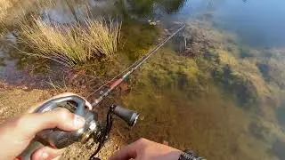 Pond hopping with a mini glide bait it gets bit