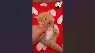 Кошка-мать кормит своих котят молоком