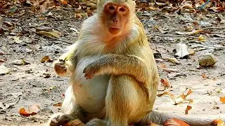 The Features Of Priget Pregnant Monkey Today(20.01.2020) She Care Big Belly For Newborn Soon
