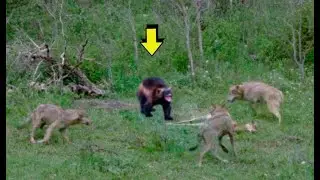 El poder del glot&oacute;n | glot&oacute;n vs lobo , lince , puma , oso