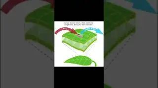 grohydro_sa What CO2 Does for Plants? CO2 is used for photosynthesis, the process that plants use.
