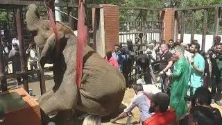 Ailing Pakistan elephant receives diagnosis after international attention | AFP