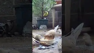 Dove eating seeds that fell in the water bowl 