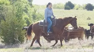 Smart Sailing Chic - trail riding - Valley View Ranch