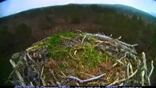 Skydancing by unseen osprey - RSPB Loch Garten & Carnyx Wild