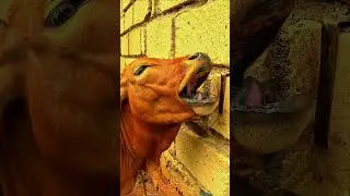 Корова находит минералы | Томатный сад