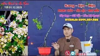 Đào Bánh Xe - Dòng Cây Hoa Xuân ưa chuộng Dịp Tết Đến Xuân Về - Nhanh tay chốt ngay